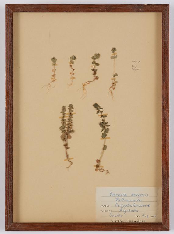 Herbarium, 10 delar, Sverige, 1930-1970-tal.