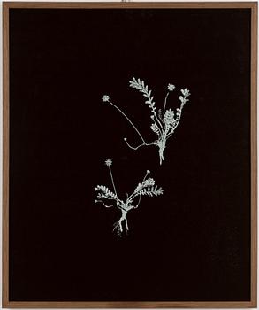 Peter Stridsberg, "Potentilla Anserina".