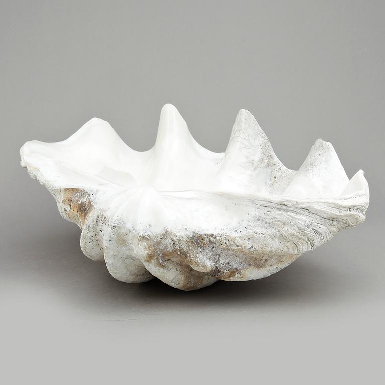 MUSSLA, fossil.