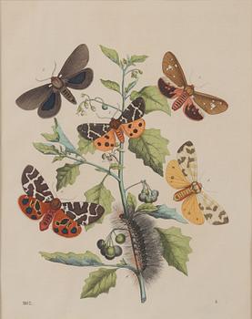 8 color litographs with animals, butterflies, fishes and monkeys, 19th/20th century.