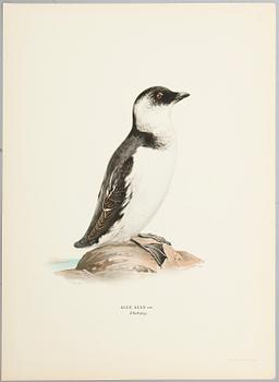 LITOGRAFISKA TRYCK, ca 30 st, ur M och W von Wright, Svenska fåglar.