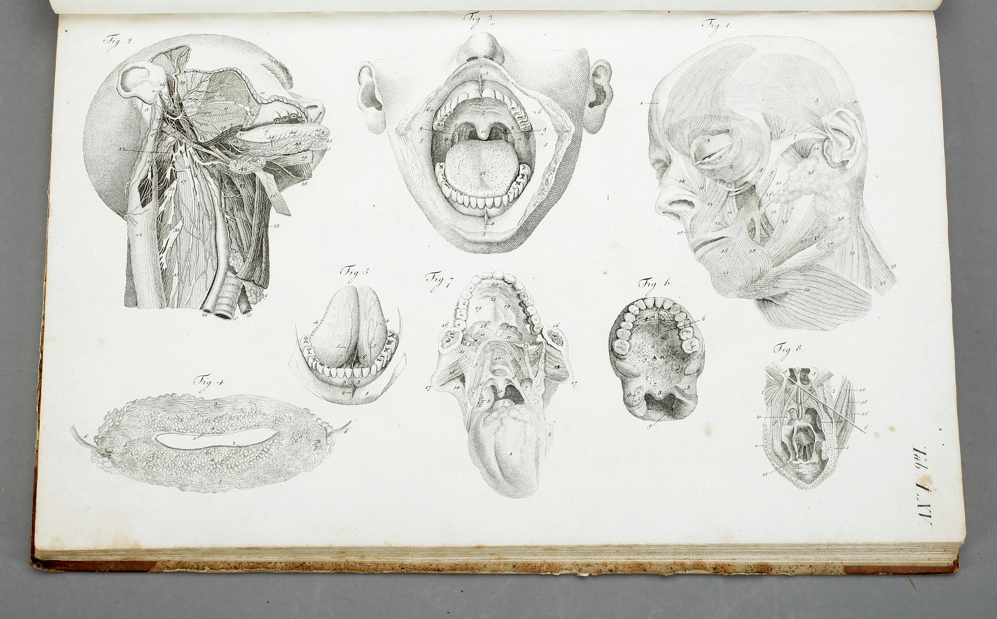 BOK, G H R Loders, "Tabulae Anatomicae Splanchologia", omkr år 1800.
