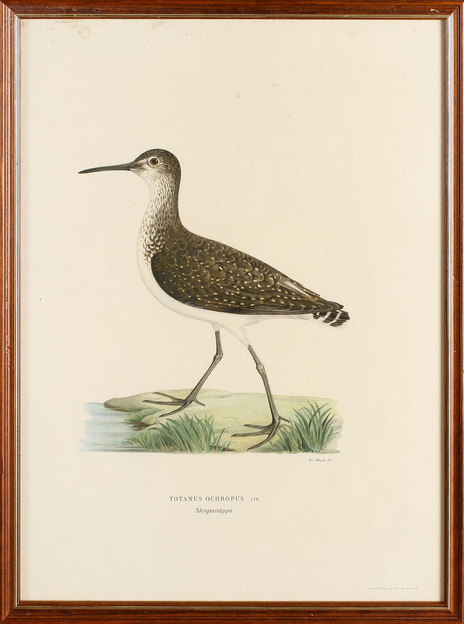 LITOGRAFISKA TRYCK, 13 st, ur von Wrights "Svenska fåglar", A. Börtzells, Stockholm.