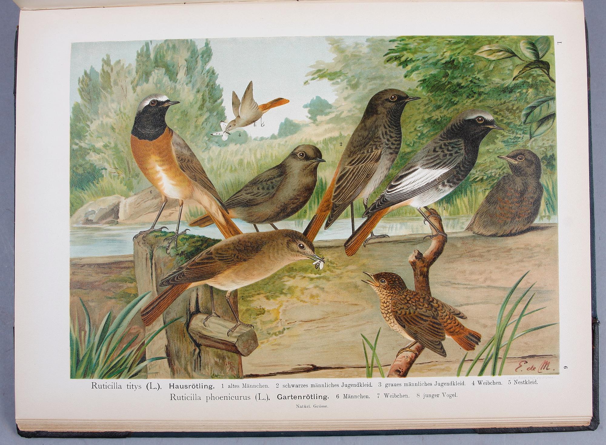 BÖCKER, 12 band,
"NATURGESCHICHTE DER VÖGEL MITTELEUROPAS" av Johan Andreas Naumann, 1897-1905.