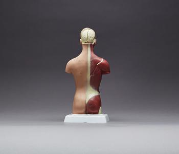 ANATOMISK MODELL, 1900-talet senare del.