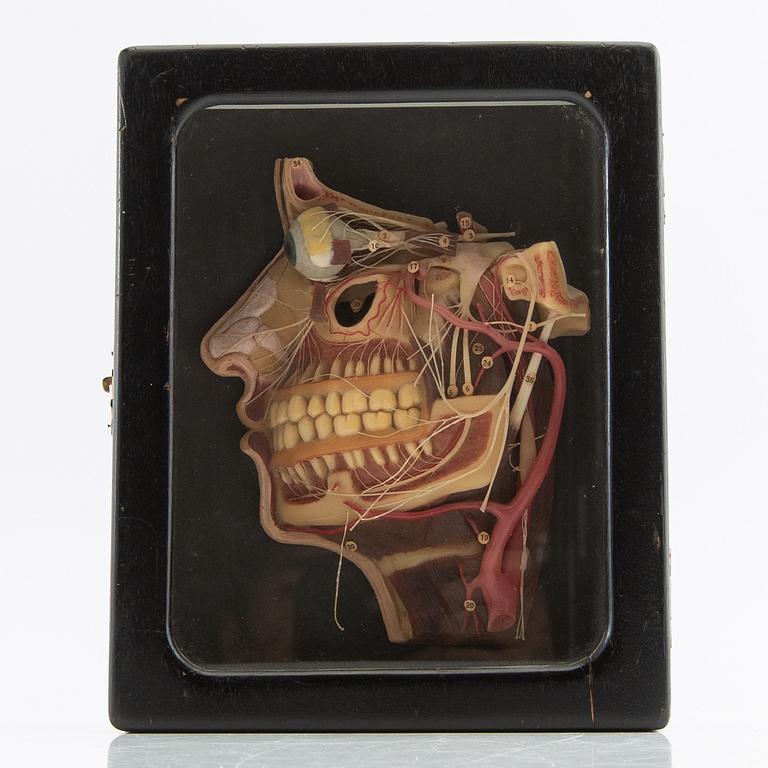 Anatomical model Lehrmittelwerke Berlin Publishing House 1920s/30s.