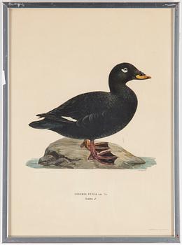 LITOGRAFISKA TRYCK, 10 styck, ur M och W von Wright, Svenska fåglar. Utgivna av A Börtzells.