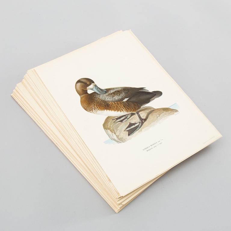 LITOGRAFISKA TRYCK, ca 150 st, Ferdinand von Wright, Börtzells, Stockholm.