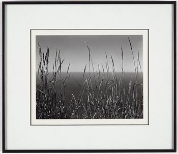 EDWARD WESTON, gelatin silver print stamped and signed by Cole Weston and numbered 33/50 on verso mounting.