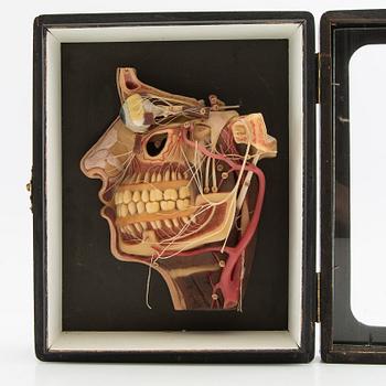 Anatomical model Lehrmittelwerke Berlin Publishing House 1920s/30s.