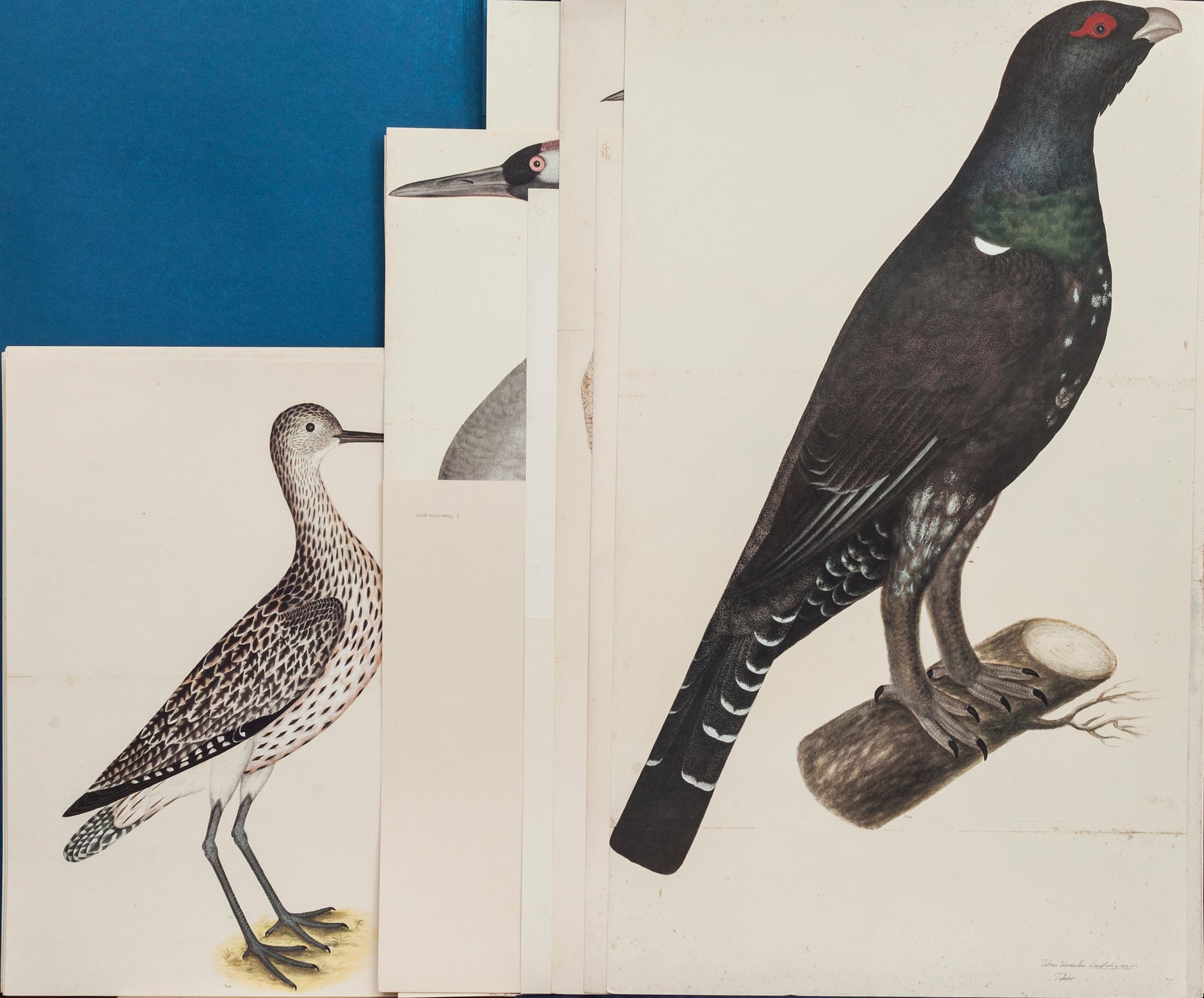 MAPP, OLOF RUDBECK DY, "Portföljen", med kommentar av Gunnar Brusewitz och Tomas Anfält.