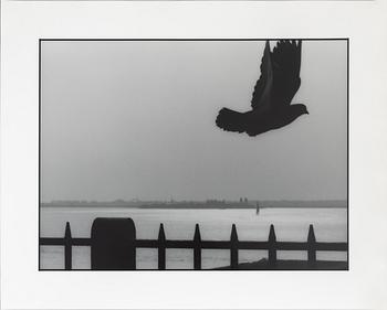 Kenneth Gustavsson, "Utan titel (duva New York)", 1982.