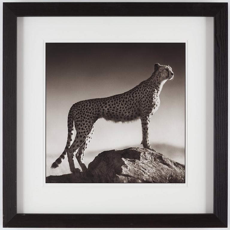 Nick Brandt, "Cheetah Standing on Rock, Serengeti, 2007".