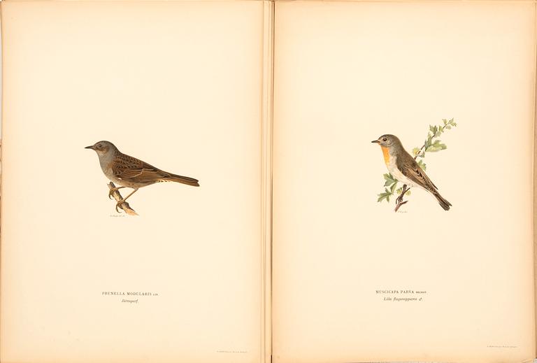 The von Wright brothers, folio work, "Swedish Birds", published by Ivar Baarsen, Stockholm 1918-1924.