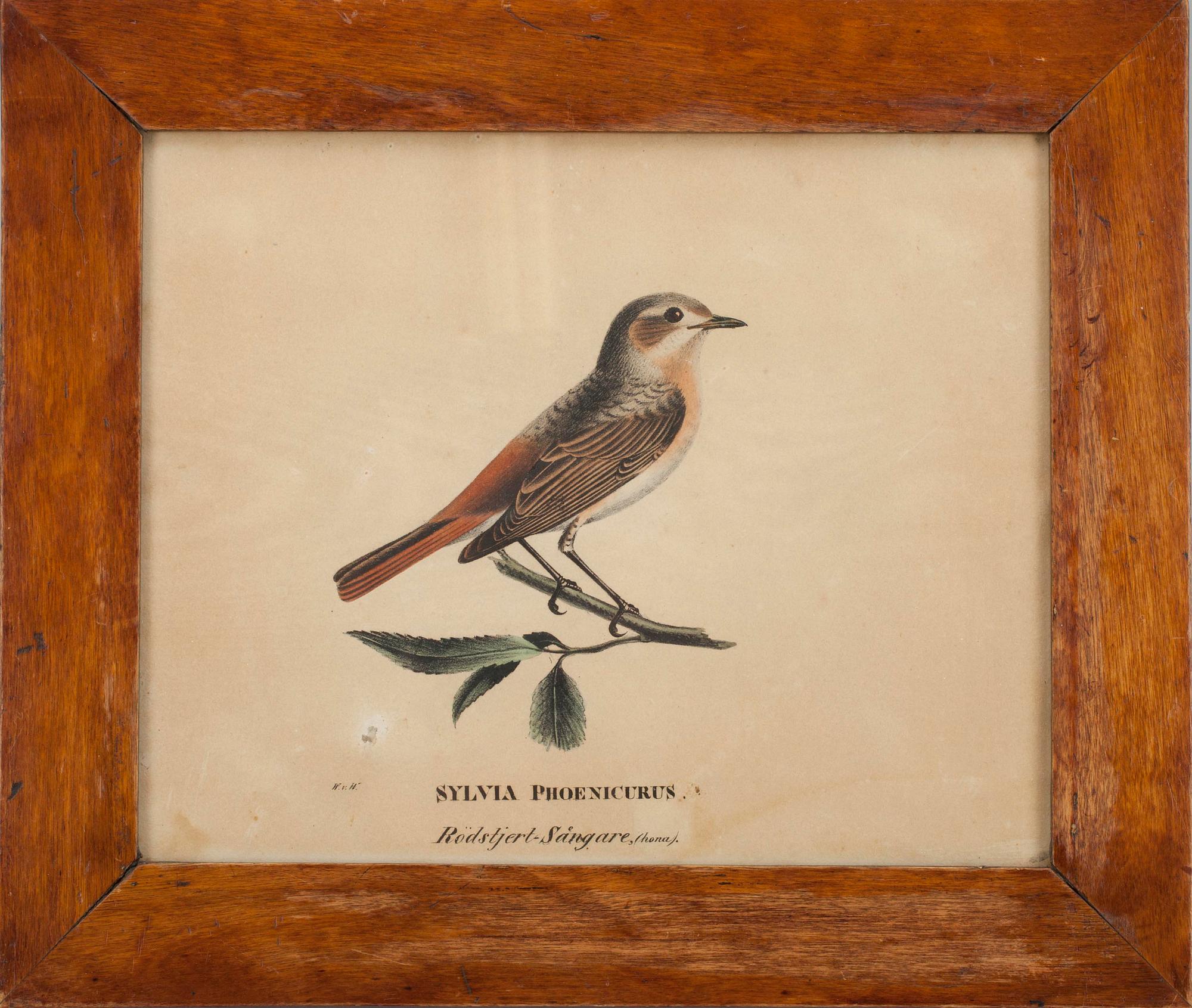 WILHELM VON WRIGHT, litografi, handkolorerad, 1800-talets början.