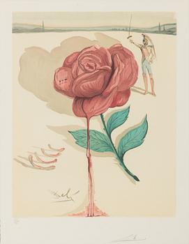 Salvador Dalí, "Don Jose's Flower Song", ur "Carmen".