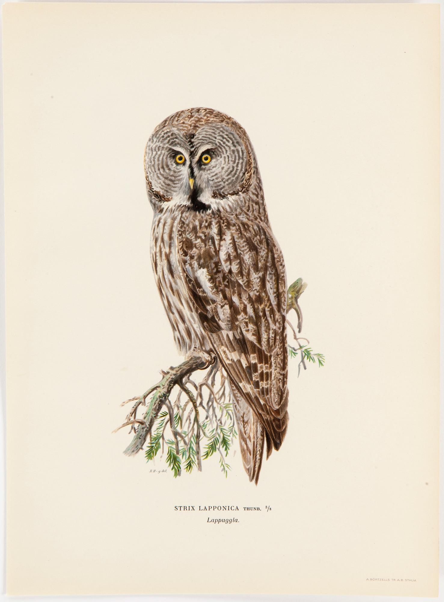 LITHOGRAPH app 120, after M & W von Wrights "Svenska fåglar", A Börtzells, Stockholm, 1917-29.