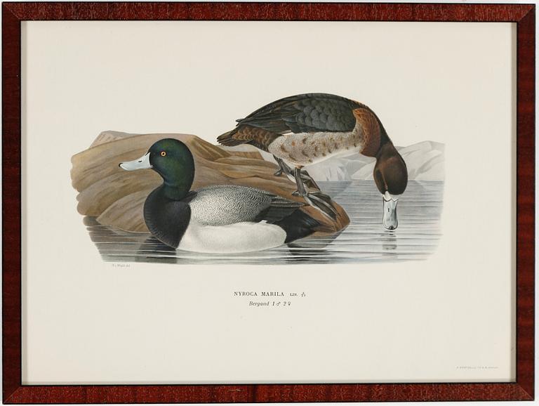 LITOGRAFIER, 15 stycken, ur "Svenska fåglar", Magnus och Wilhelm von Wright, A Börtzells, 1900-talets första hälft.