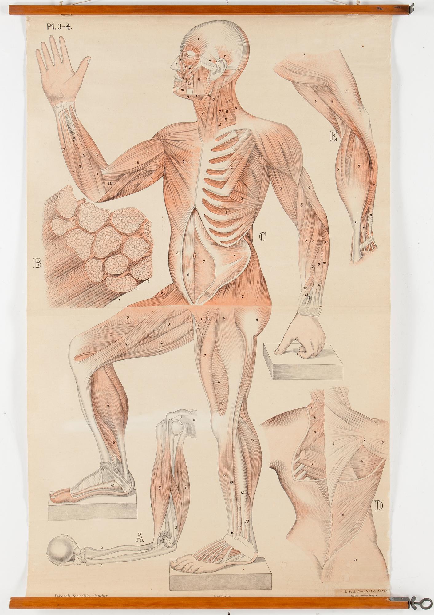 ANATOMISKA PLANSCHER, 3 stycken, bland annat Gustaf Wennman, en med datering 1930.