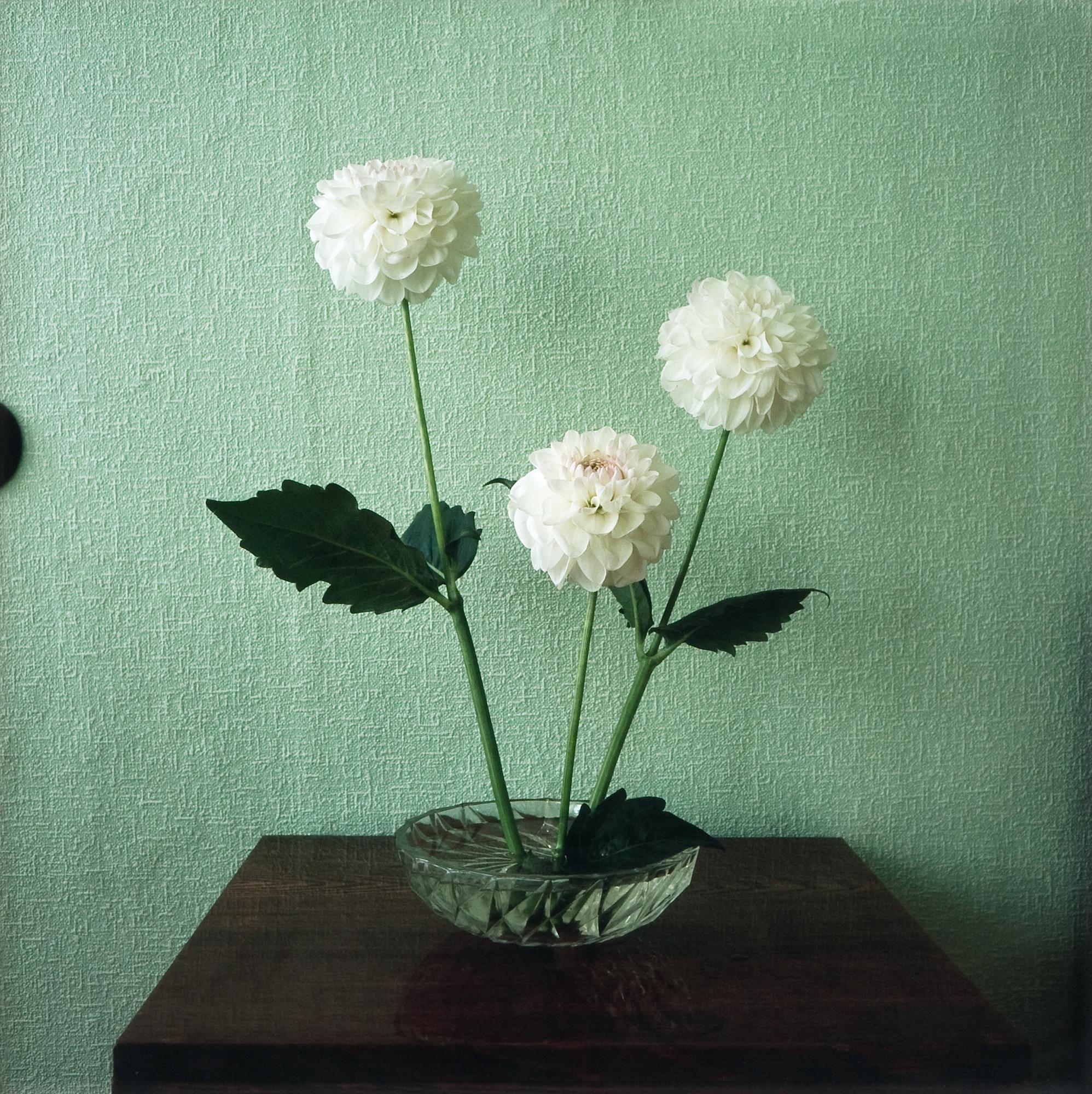 Saara Ekström, "IF INSIDE IS LET IN (DAHLIAS)".