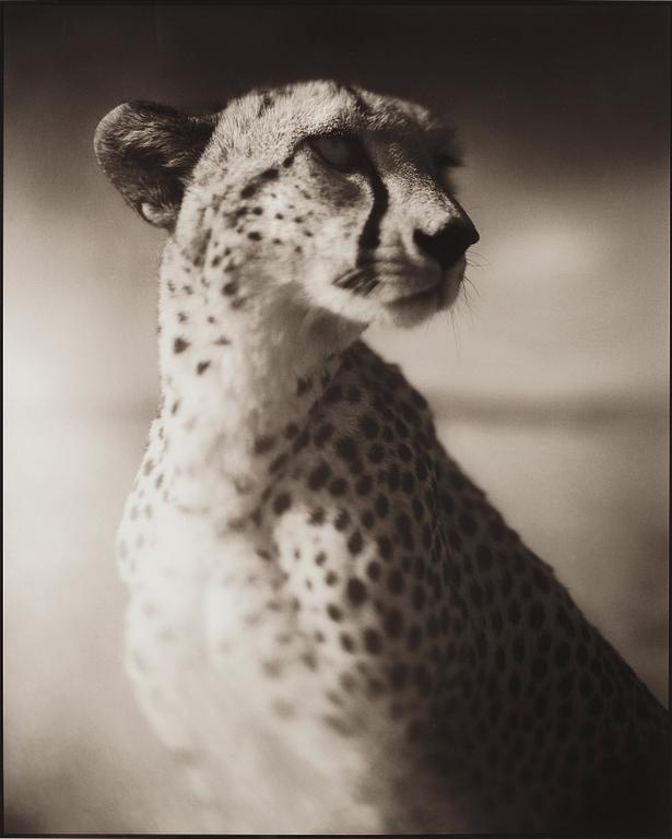 Nick Brandt, "Portrait of Cheetah Against Dark Sky, Masai Mara, 2004".