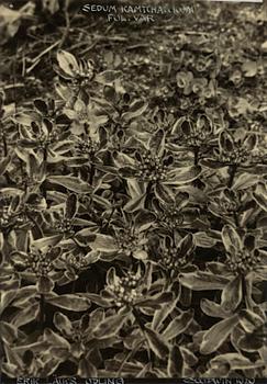 Henry B. Goodwin, "Sedum Kamichatucun, 1929".