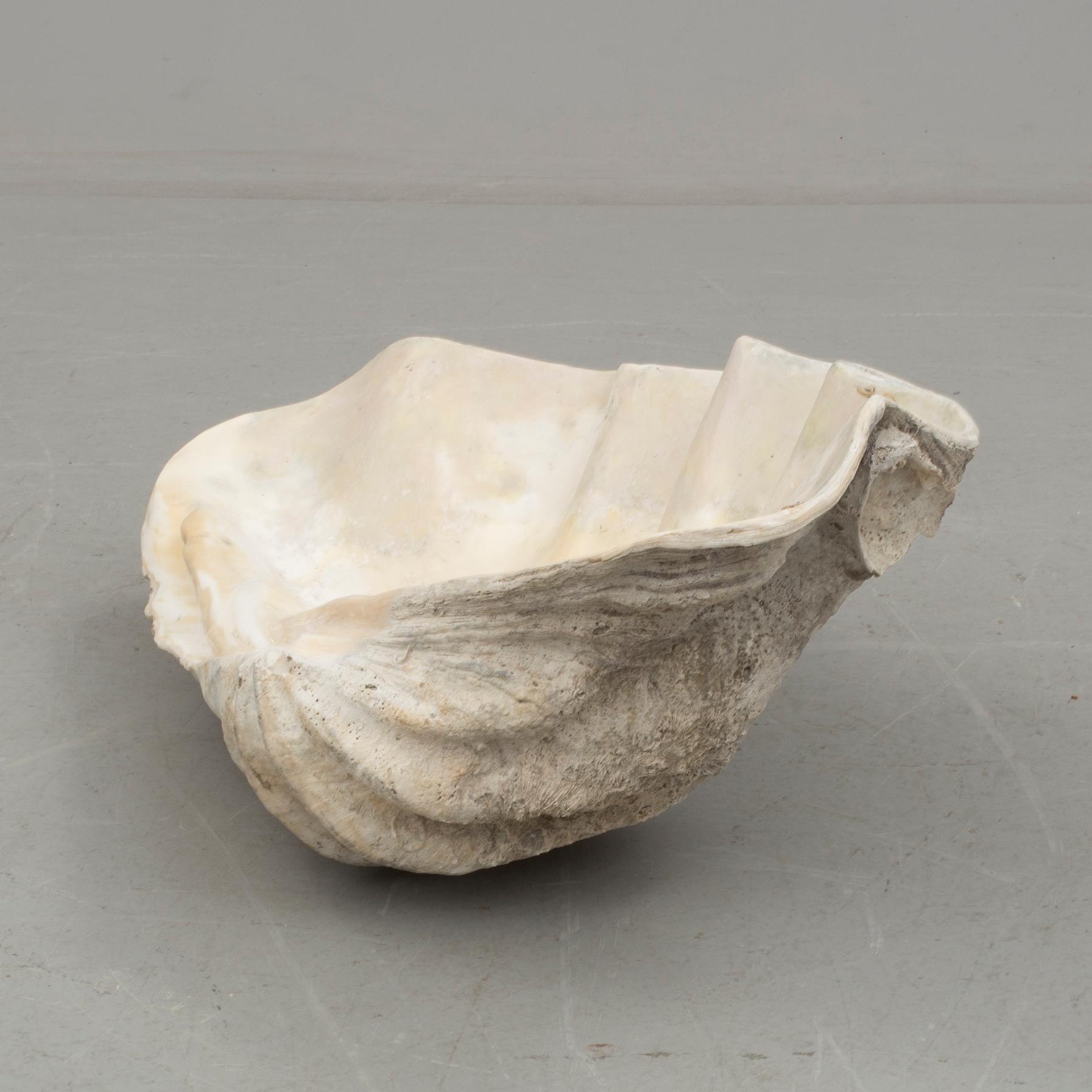 MUSSLA, fossil.