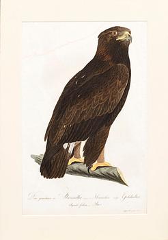 PLANSCHER, kopparstick, 2 st, Ur Teutsche Ornithologie..." 1800-1817, gravör Johann Conrad Susemihl.