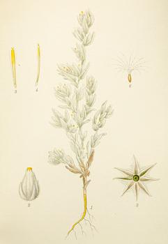 BÖCKER, 3 volymer, "Nordens flora", CAM Lindman.