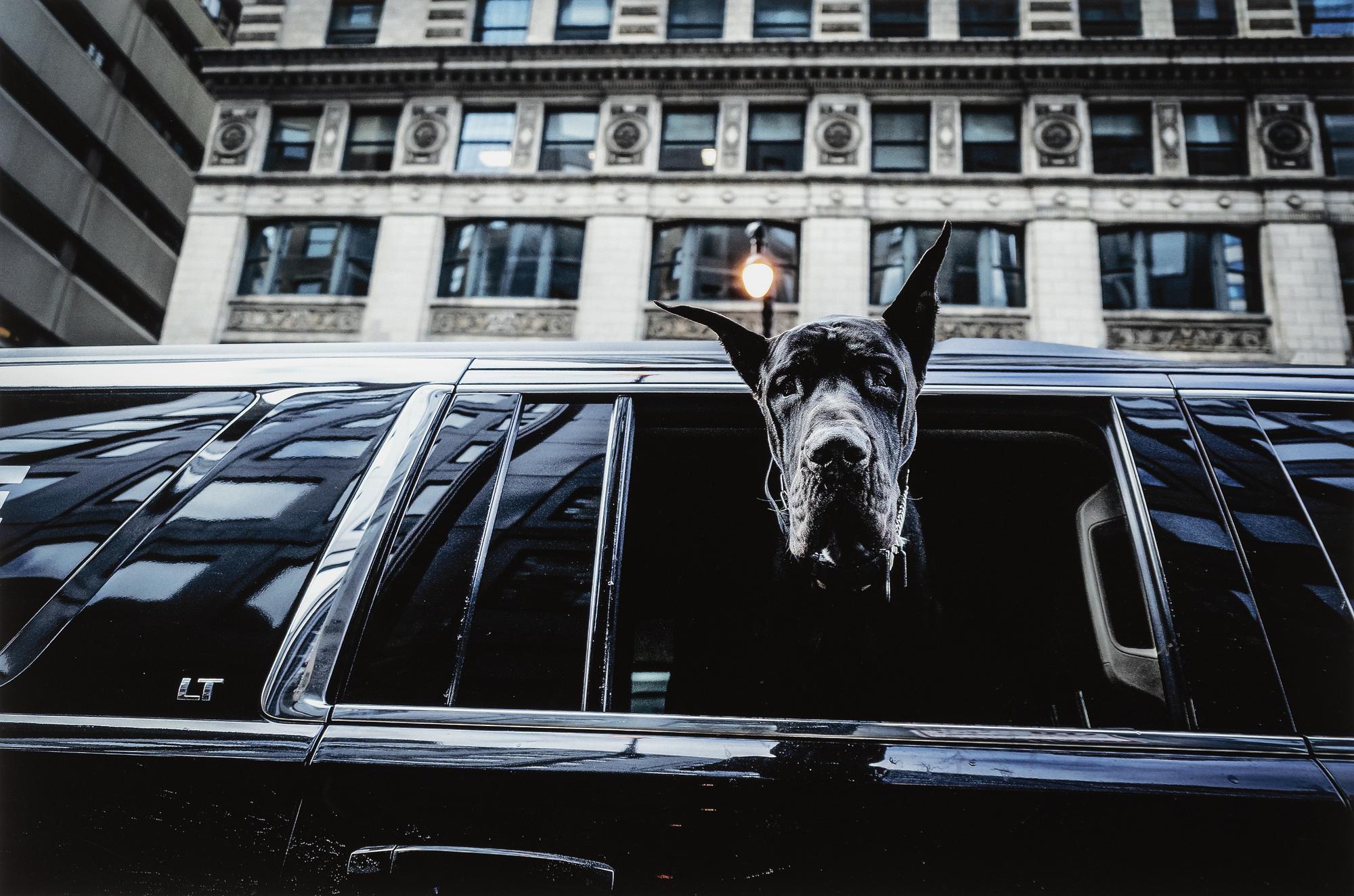 Mats Alfredsson, "Chicago", 2022.