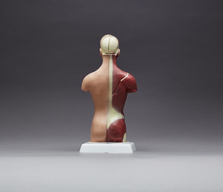 ANATOMISK MODELL, 1900-talet senare del.