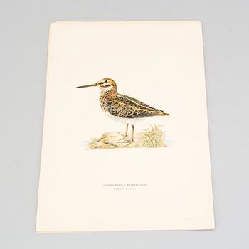 24 litograph prints in color from the book "Swedish Birds" by M and W von Wright.