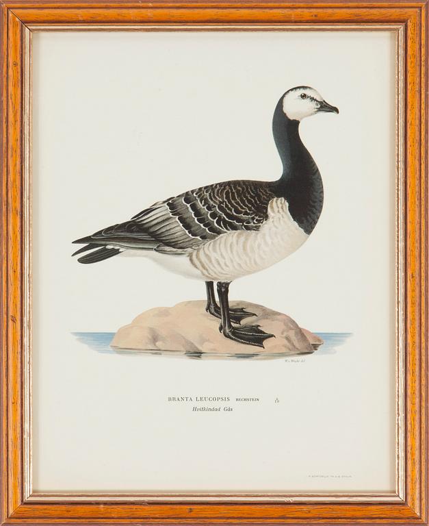 LITOGRAFISKA TRYCK, 5 st, ur M och W von Wrights "Svenska fåglar", A. Börtzells, Stockholm, 1917-29.