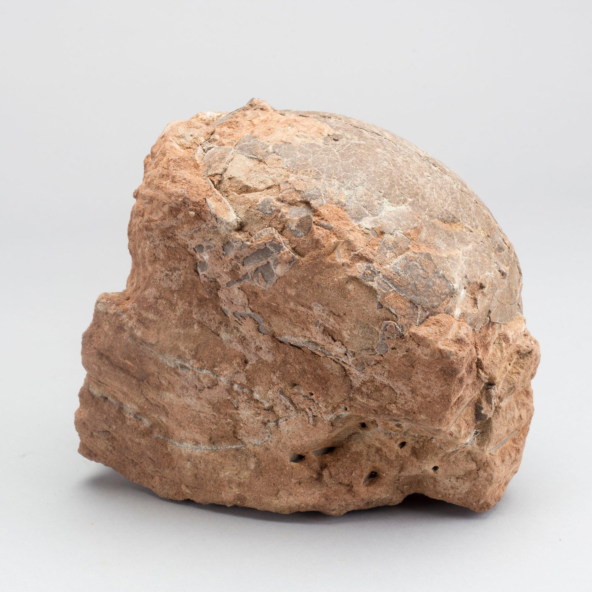 DINOSAURIEÄGG, fossil, enligt intyg omkring 65 milj år gamla.