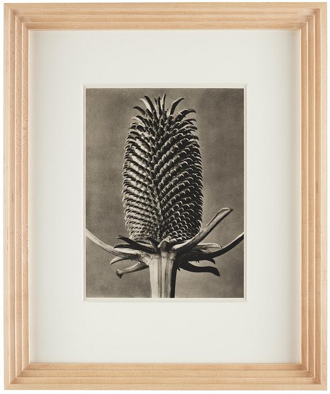 Karl Blossfeldt, "Urformen der Kunst", 1928 (22 parts).