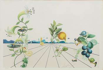 SALVADOR DALÍ, lithograph in colours, signed and numbered.