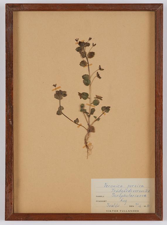Herbarium, 10 delar, Sverige, 1930-1970-tal.