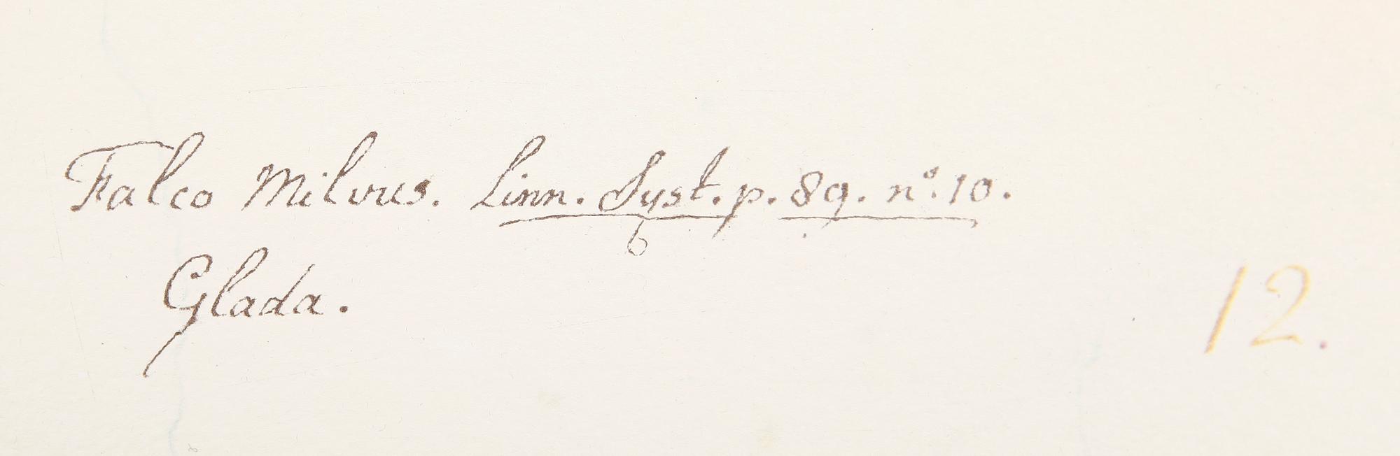 OLOF RUDBECK dy "Portföljen", mapp med ca 95 faksimilier.