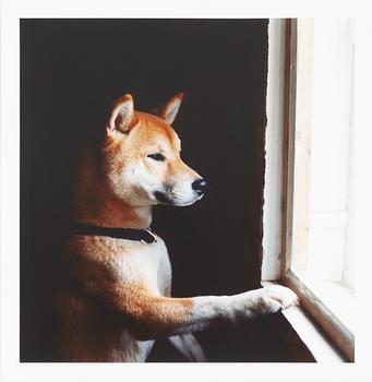Peter de Ru, "Shiba (Japanese Spitz)", 2004.