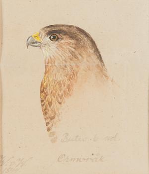 Wilhelm von Wright, Common Buzzard.