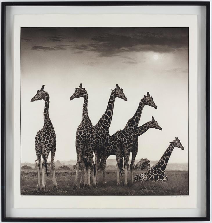 Nick Brandt, "Giraffe Fan, Aberdares, 2000".