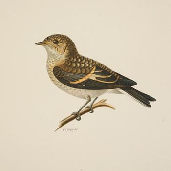 BRÖDERNA VON WRIGHT, 2 books, "Svenska fåglar", Stockholm, 1924.