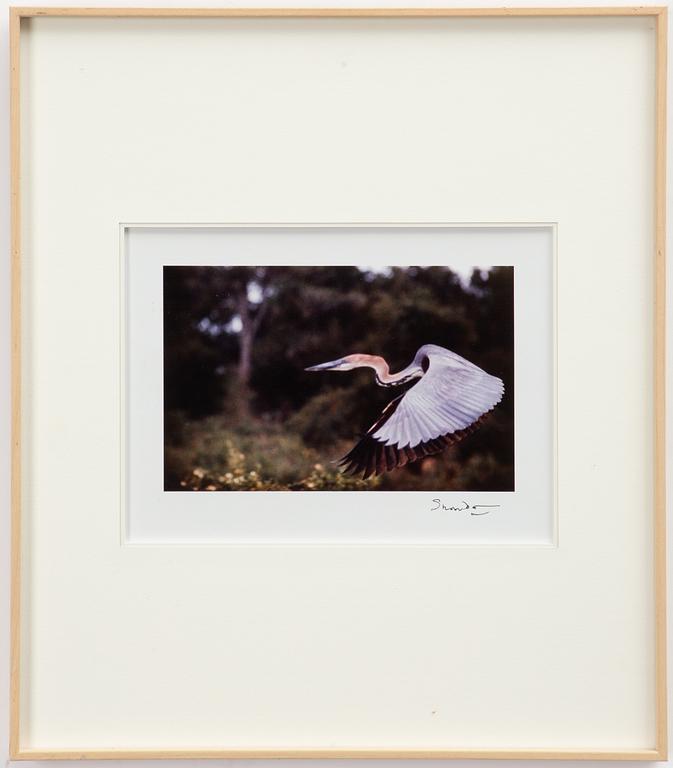 Lord Snowdon, "River Bird, Uganda", 1967.