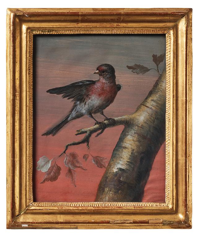 Unknown artist 18th century. Birds (4).