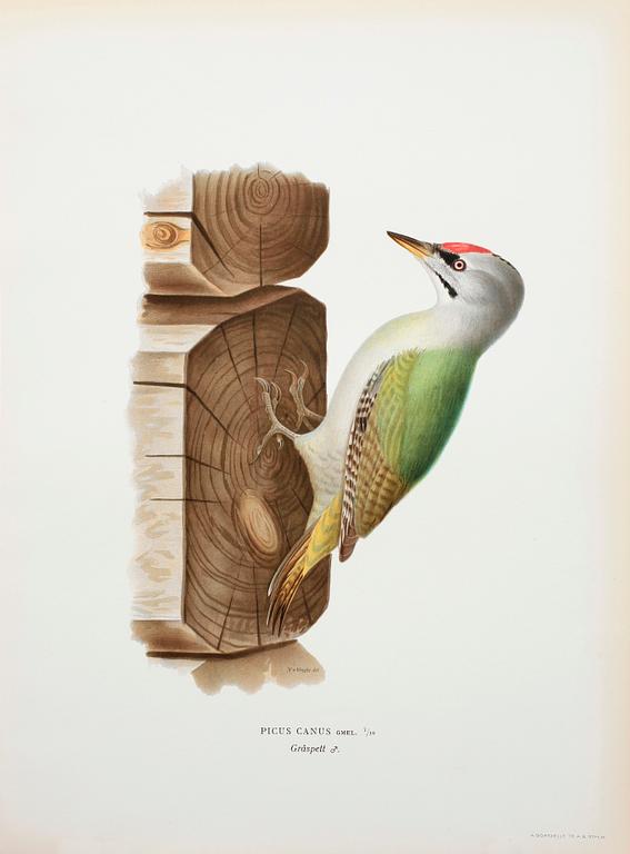 LITOGRAFISKA TRYCK, ca 170 st, ur von Wrights "Svenska fåglar", A. Börtzells, Stockholm, 1920-tal.