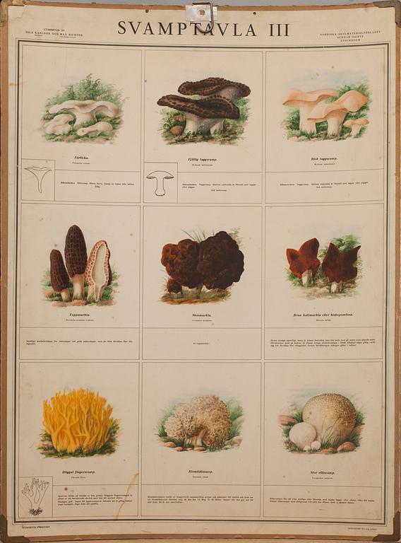 SKOLPLANSCHER, 4 st, "Svamptavla I-IV". Bengtsons Lit. AB. Sthlm 1935.