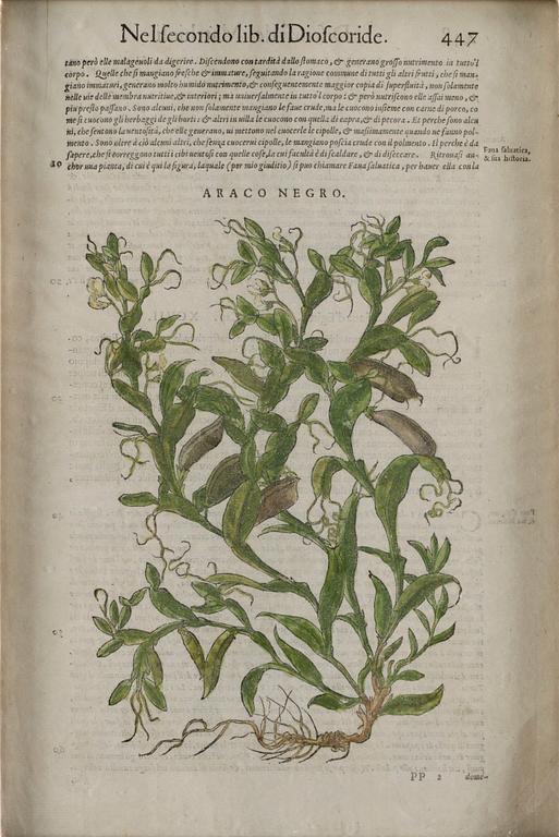Pietro Andrea Mattioli, Medicinalväxter (4), ur, "Discorsi del Matthioli".