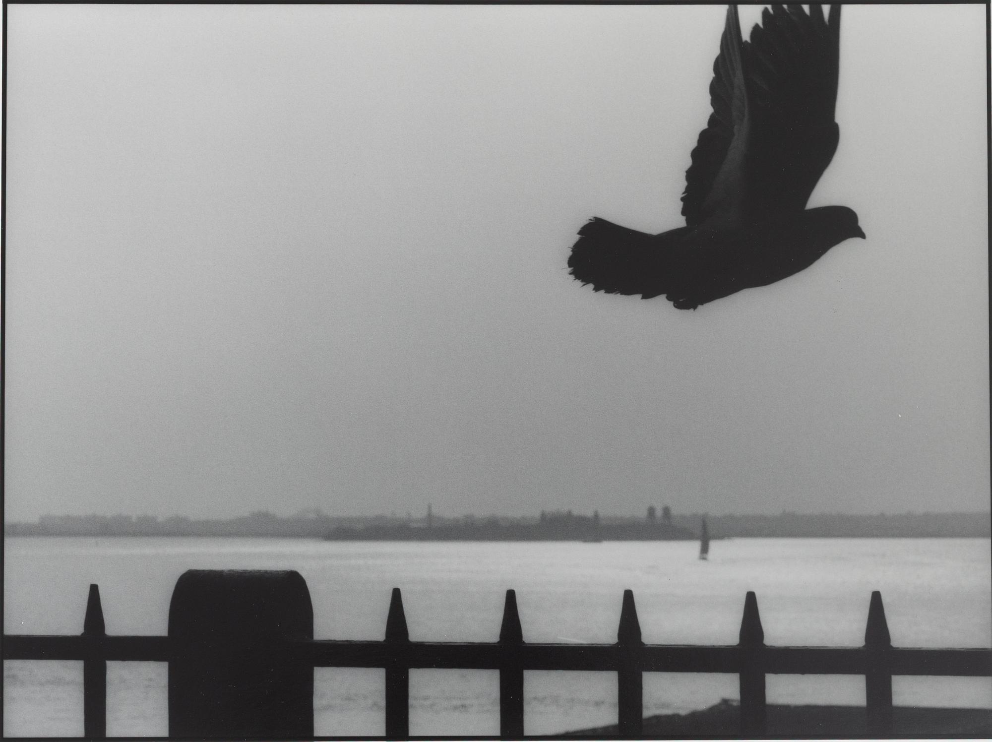 Kenneth Gustavsson, "Utan titel (duva New York)", 1982.