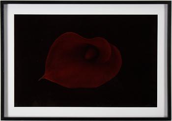 Richard Learoyd, c-print, signed on label verso.