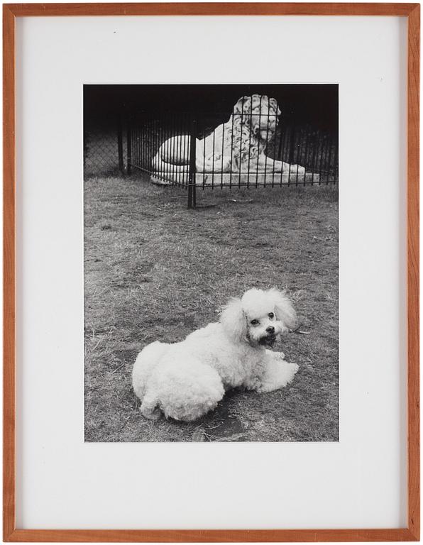 Hans Hammarskiöld, "Syon Park, London", 1955.